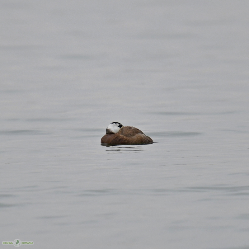 Rombird - Rare birds of Romania