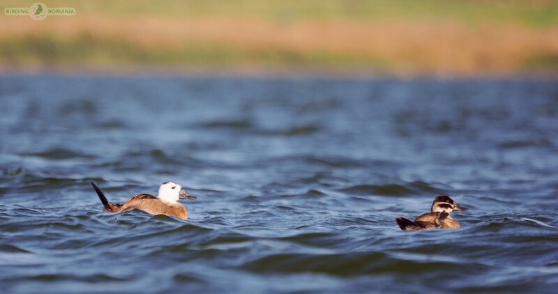  Birds　Dyynia Rombird - Rare birds of Romania